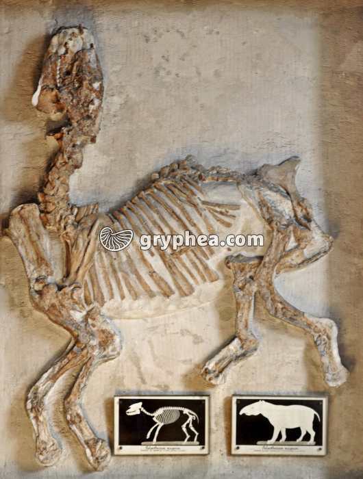 Paleotherium - MHNP - gryphea.com
